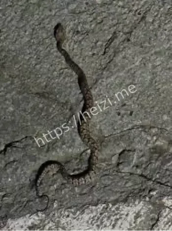 男子拖鞋散步被咬